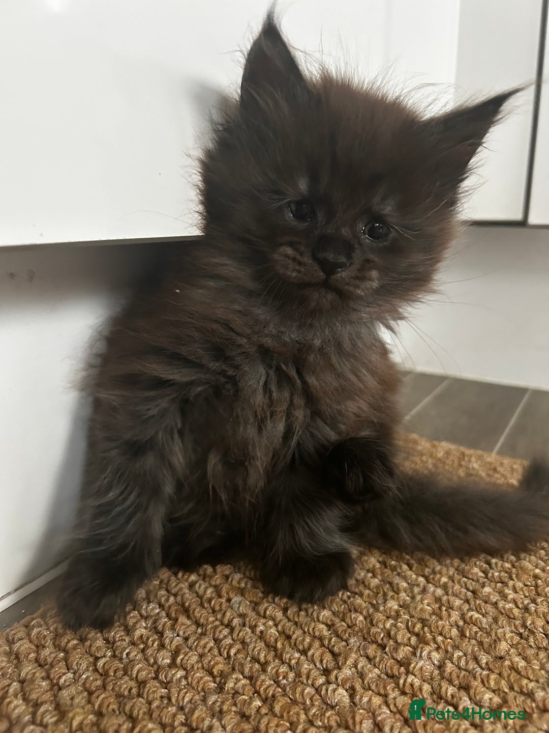 Maine Coon cats for sale: 2 xl tica active mainecoon kittens  - Image 17