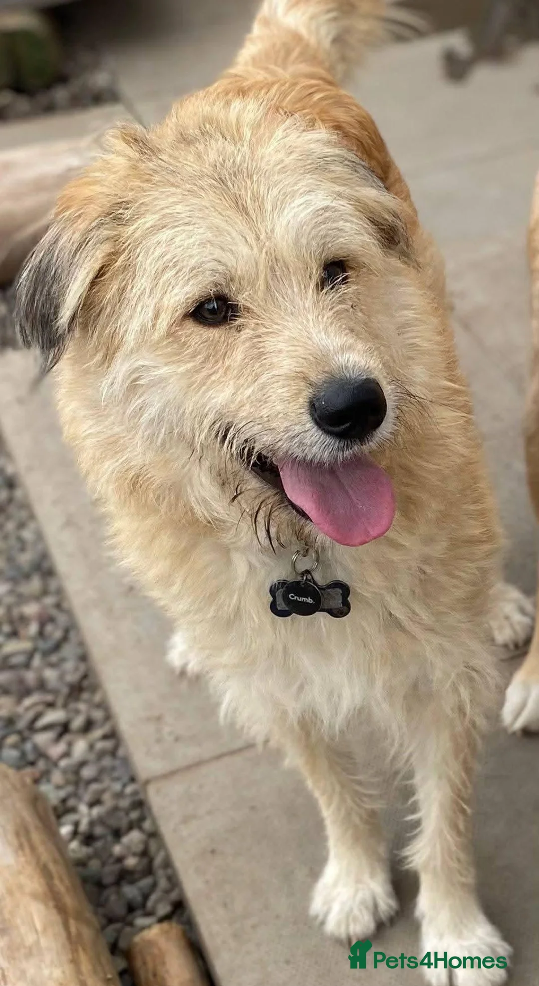 Mixed Breed dogs for adoption: Meet Toby, currently residing in Fife in Cupar - Advert 2