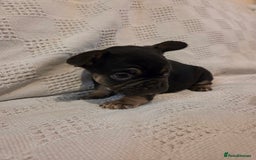 French Bulldog dogs for sale: 4 beautiful French bulldog pups  - Image 8