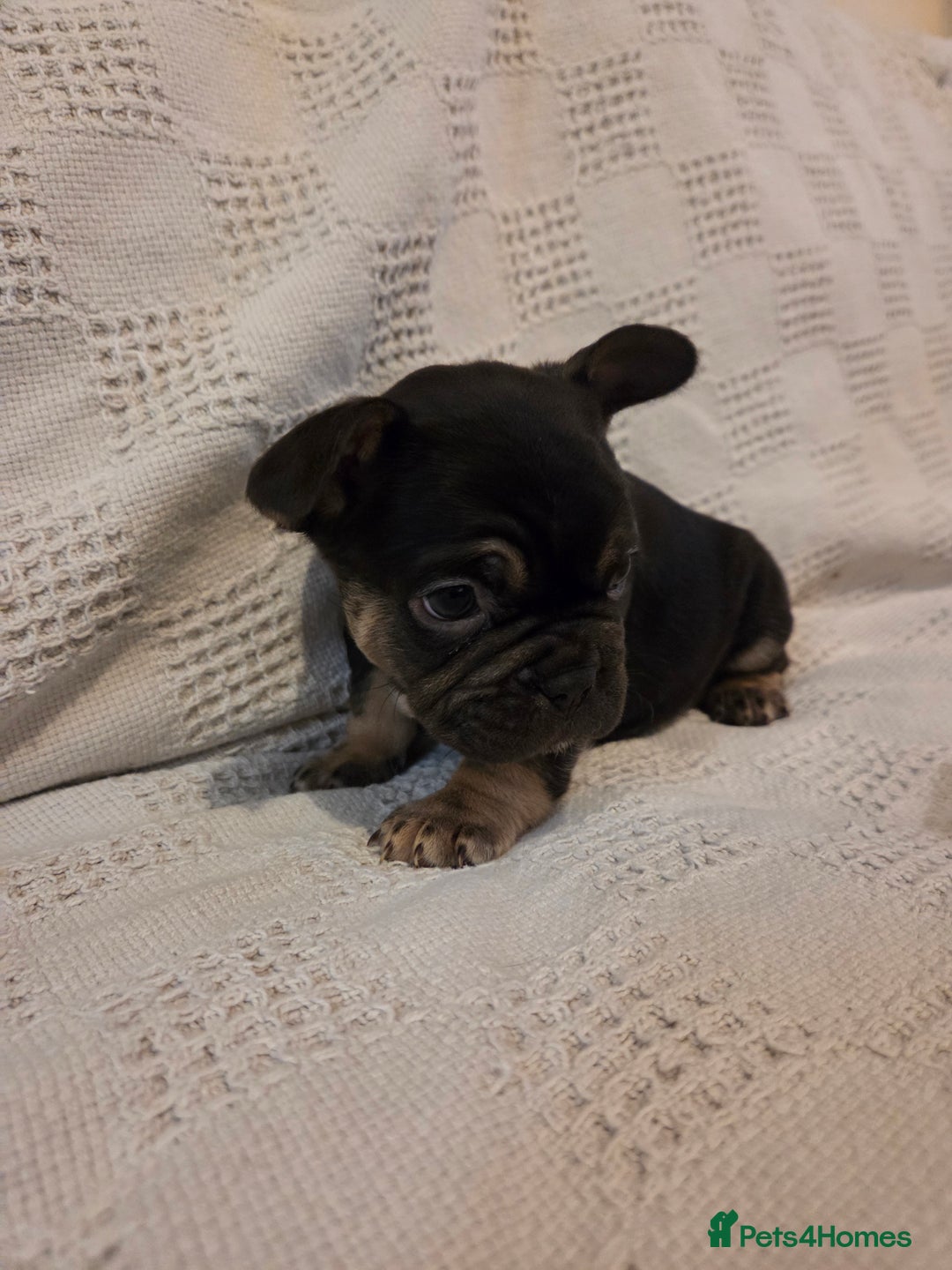 French Bulldog dogs for sale: 4 beautiful French bulldog pups  - Image 8