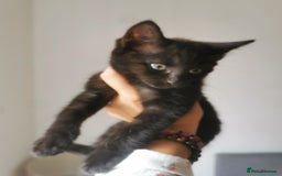 Bombay cats for sale: 6 beautiful Bombay kittens  - Image 3