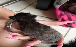 British Shorthair cats for sale: 4 girl kittens ready end of Oct  - Image 4