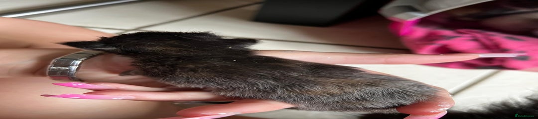 British Shorthair Kitten 2