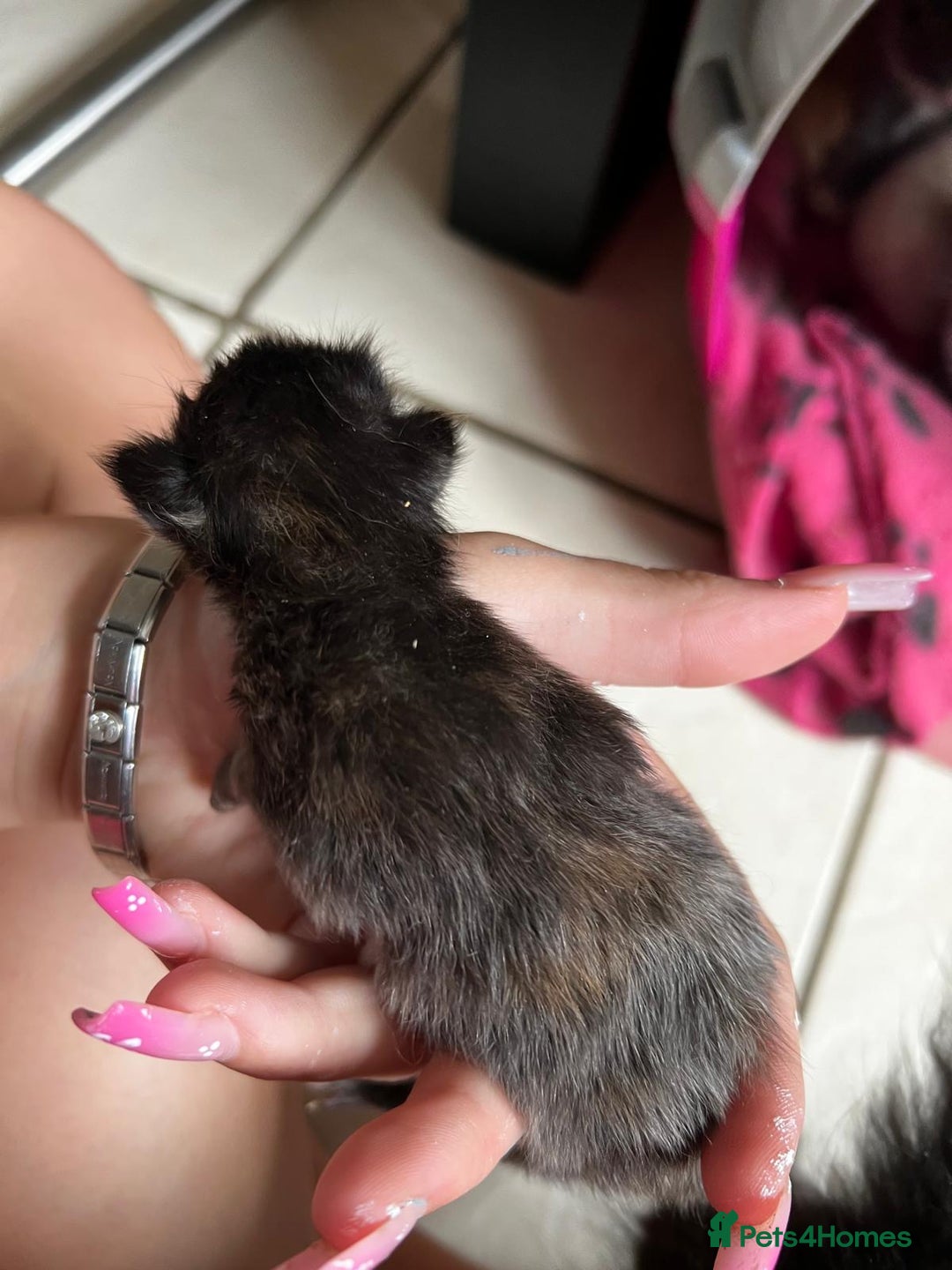 British Shorthair cats for sale: 4 girl kittens ready end of Oct  - Image 4