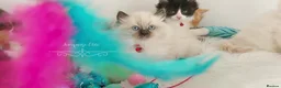 Ragdoll cats for sale: Beautiful cross Ragdoll/Persian 😻😻😻😻 - Advert 10