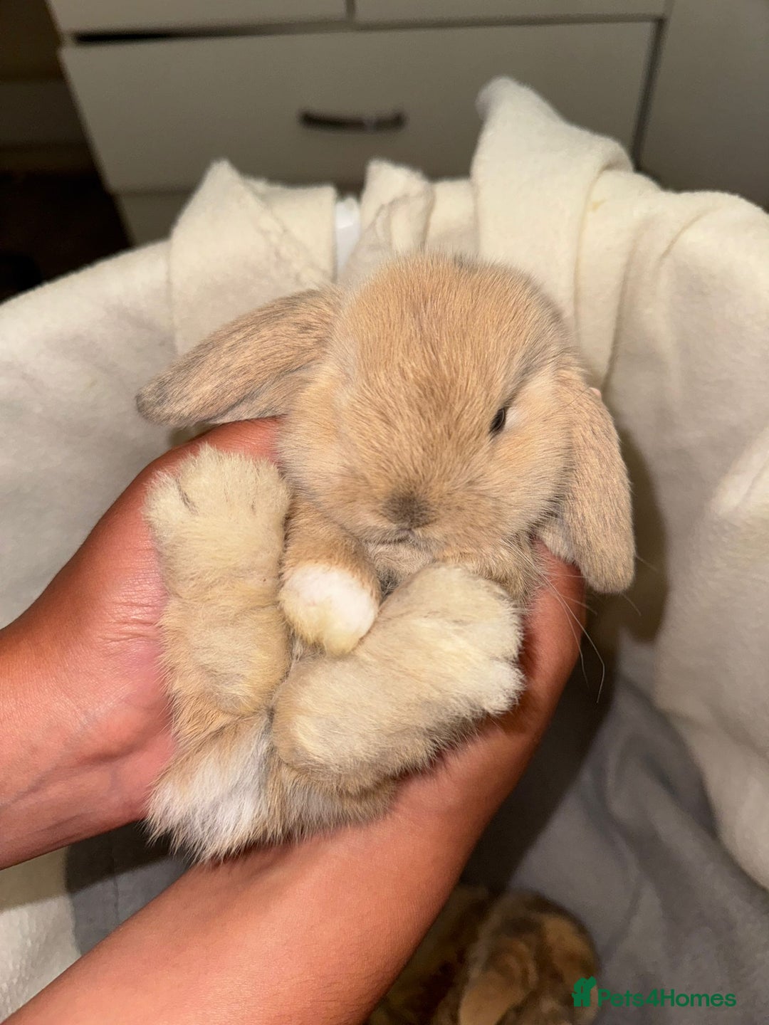 Mini Lop rabbits for sale: 4 gorgeous mini lop bunnies for sale  - Image 10