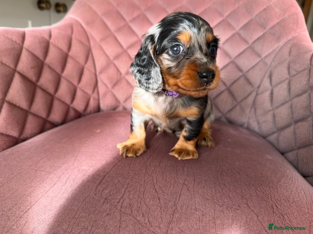 Miniature Dachshund dogs for sale: Beautiful litter of long haired mini dachshunds  - Image 24