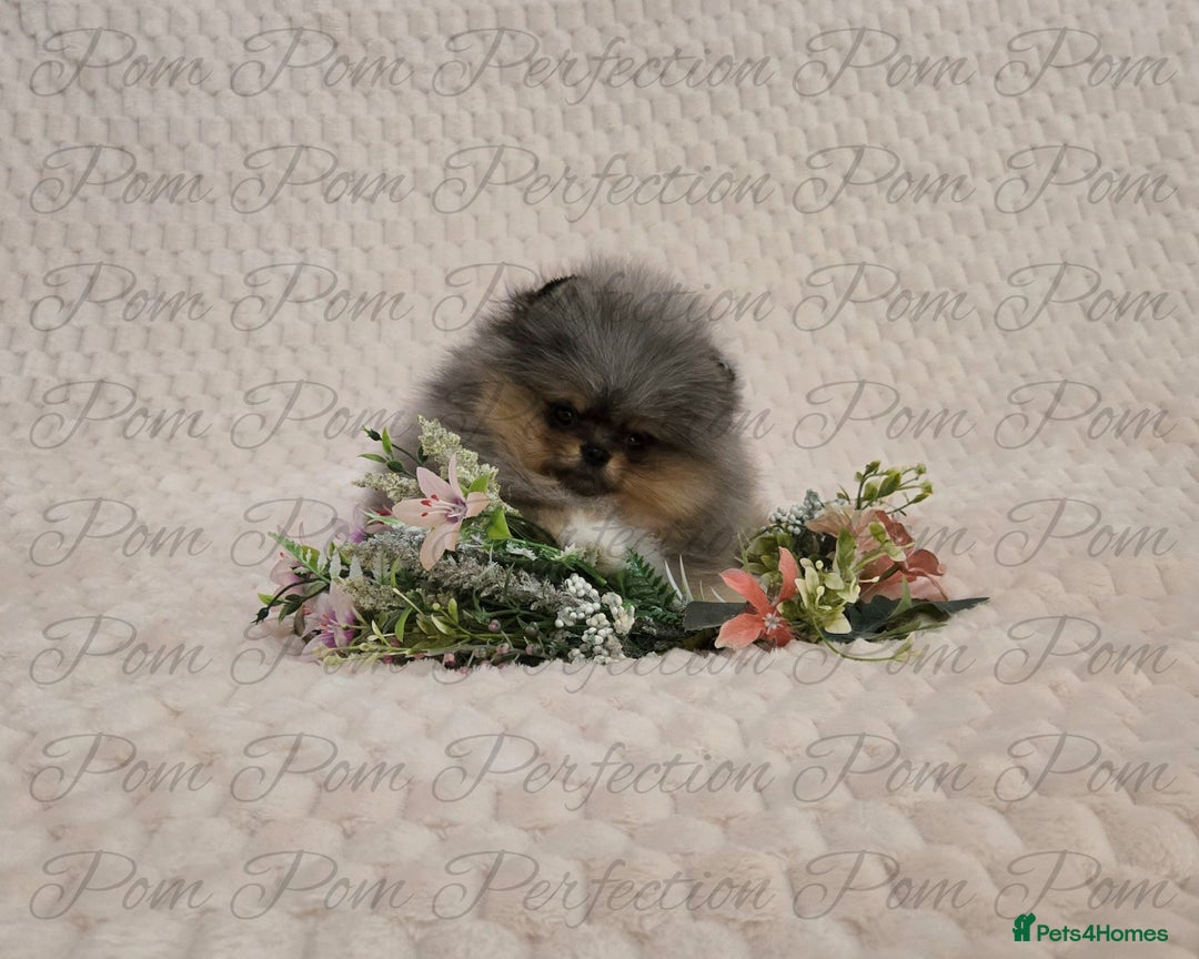 Pomeranian dogs for sale: Magical Teddy Bear Pomeranian Puppies  - Advert 9