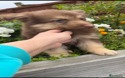 German Shepherd dogs for sale: Beautiful mixed coloured heath tested German sheps - Image 13