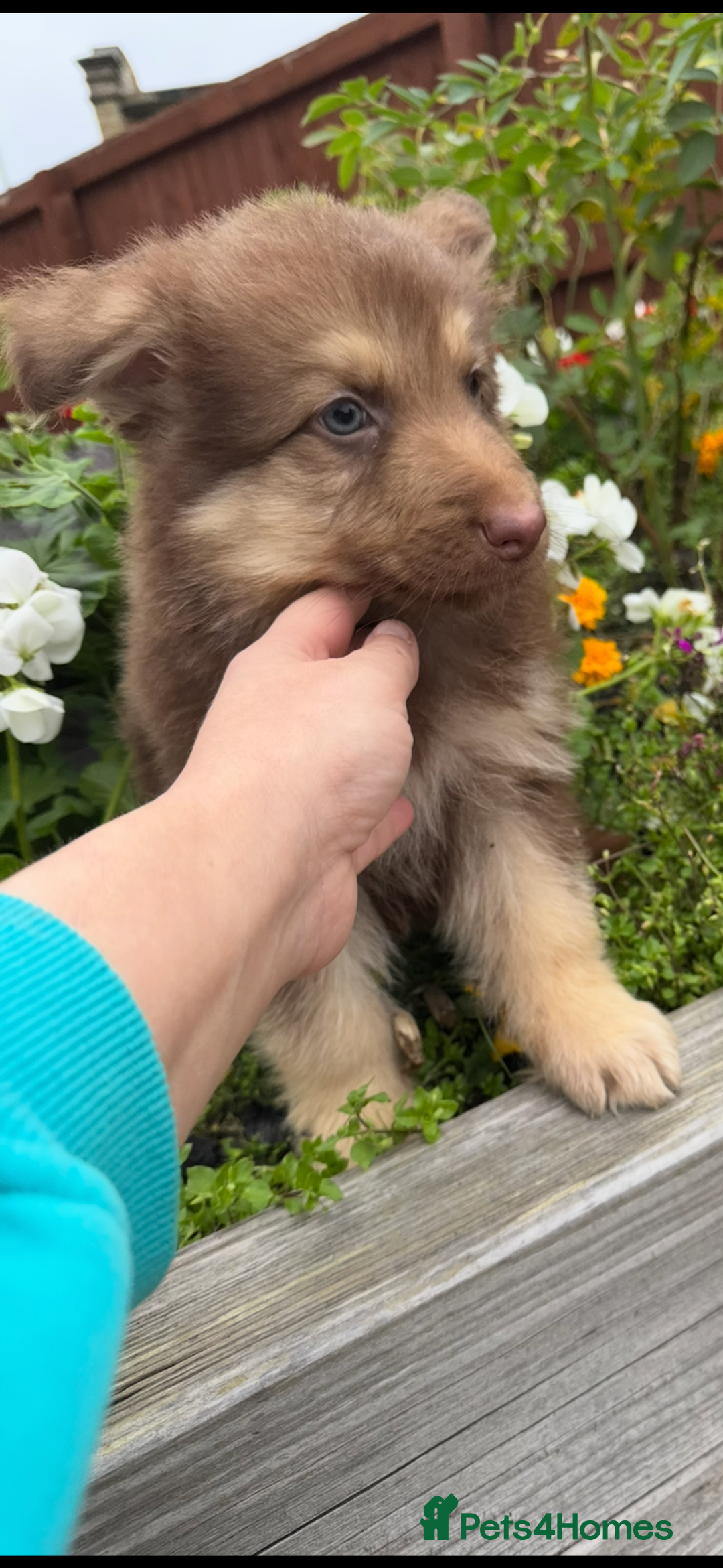 German Shepherd dogs for sale: Beautiful mixed coloured heath tested German sheps - Image 13
