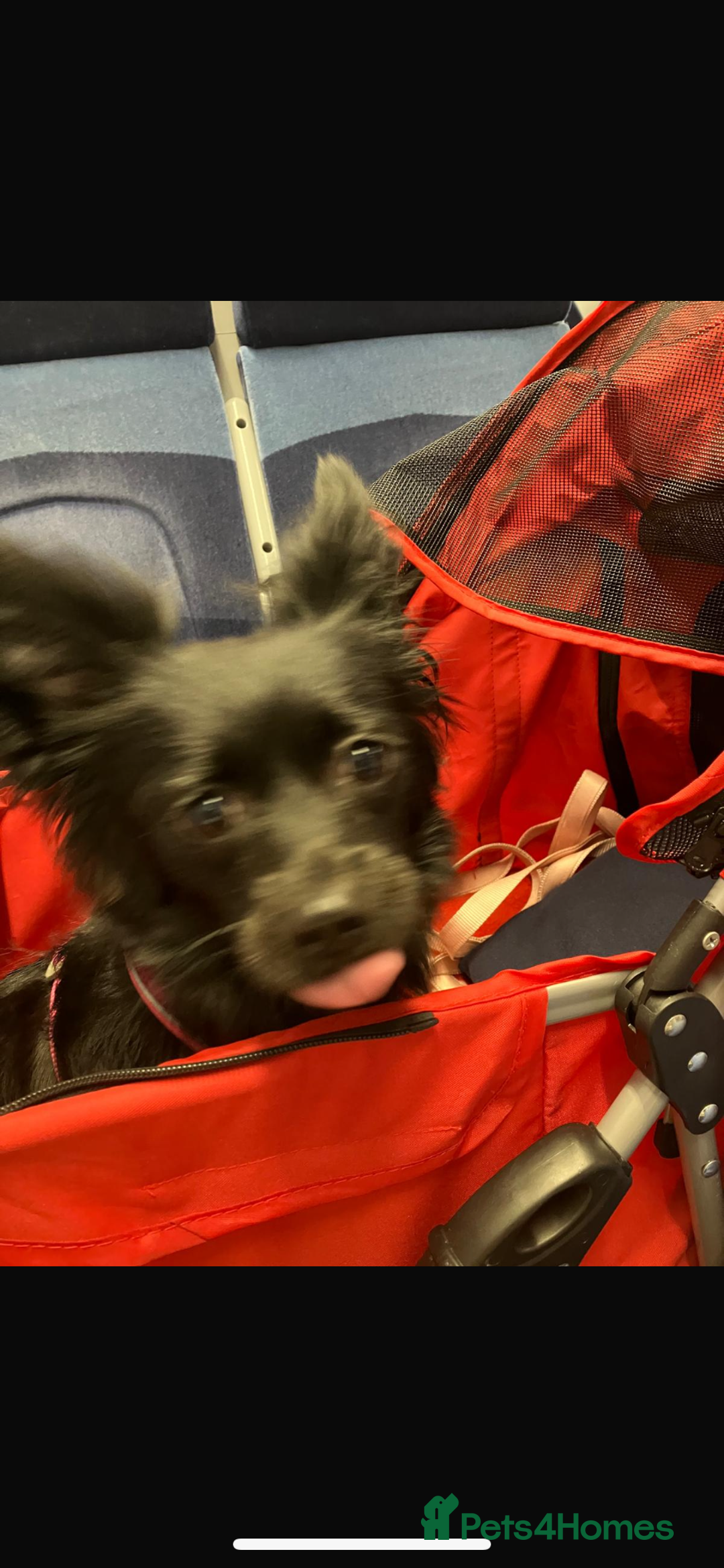 Pomchi dogs for sale: Dog for sale  - Image 4