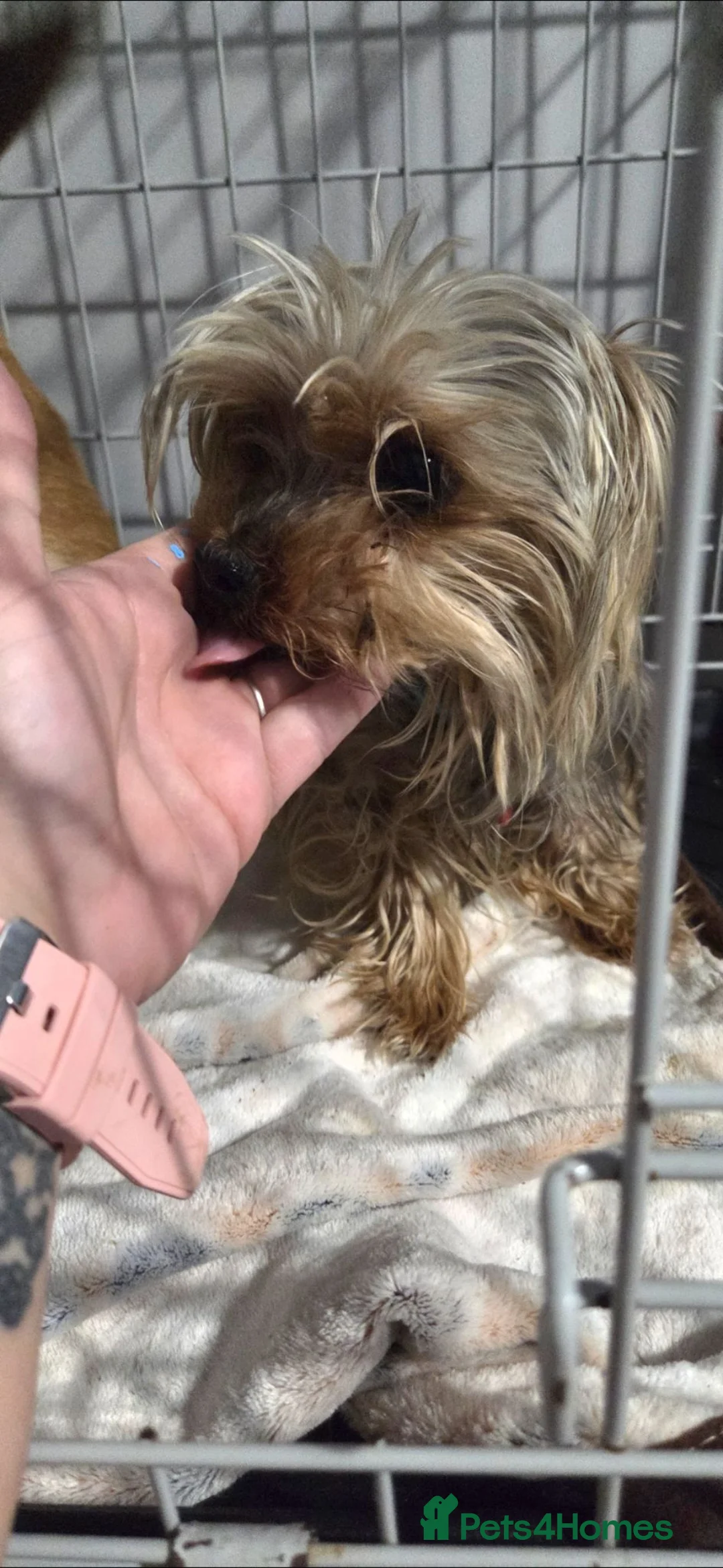 Mixed Breed dogs for sale: 4 puppies - Advert 2