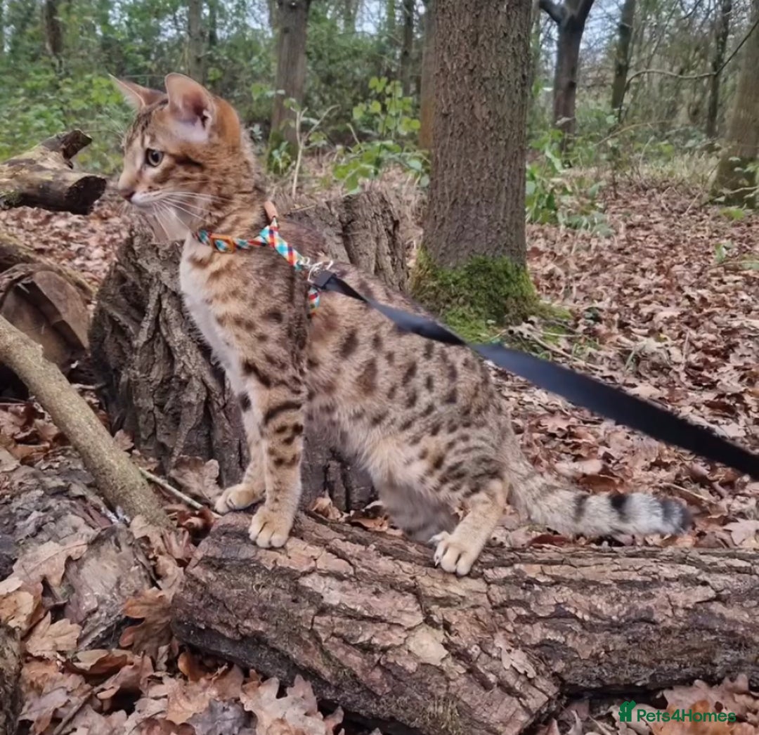 Savannah cats for sale: KIWANGA PEDIGREE F3 SAVANNAH KITTENS  - Image 8