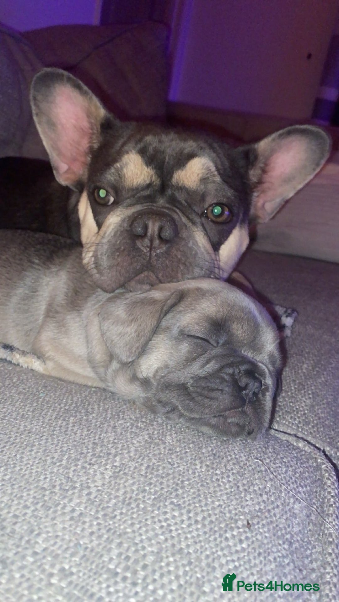 French Bulldog dogs for sale: French bulldog puppy’s  - Image 1