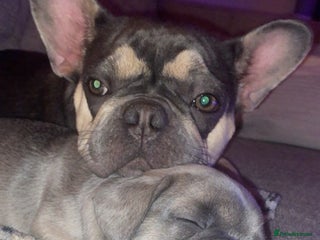 French Bulldog dogs - Advert 1