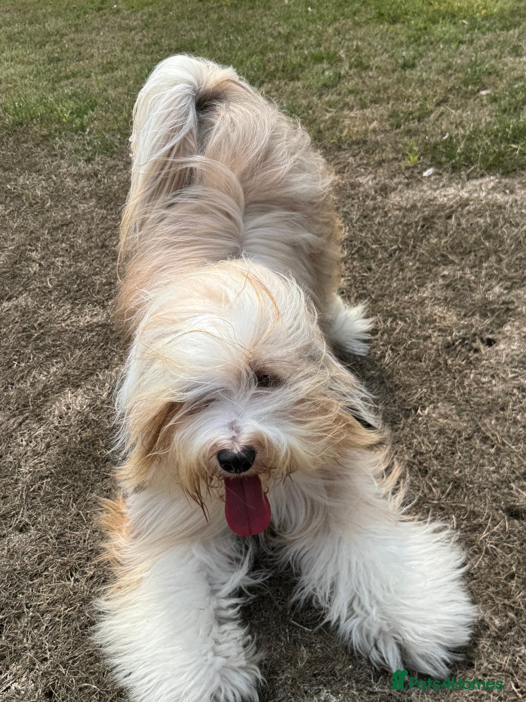 Tibetan Terrier dogs for sale: Lovely KC Reg Boy looking for the right home - Image 3