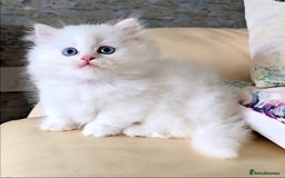 Persian cats for sale: Rare SHORT LEG Persian - Image 5
