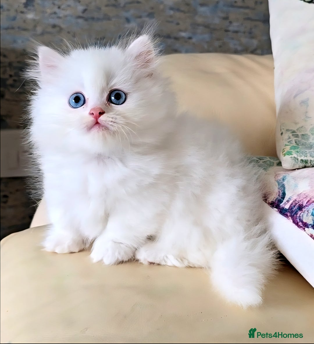 Persian cats for sale: Rare SHORT LEG Persian - Image 5