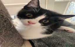 Scottish Fold cats for sale: Cute kittens  - Image 7