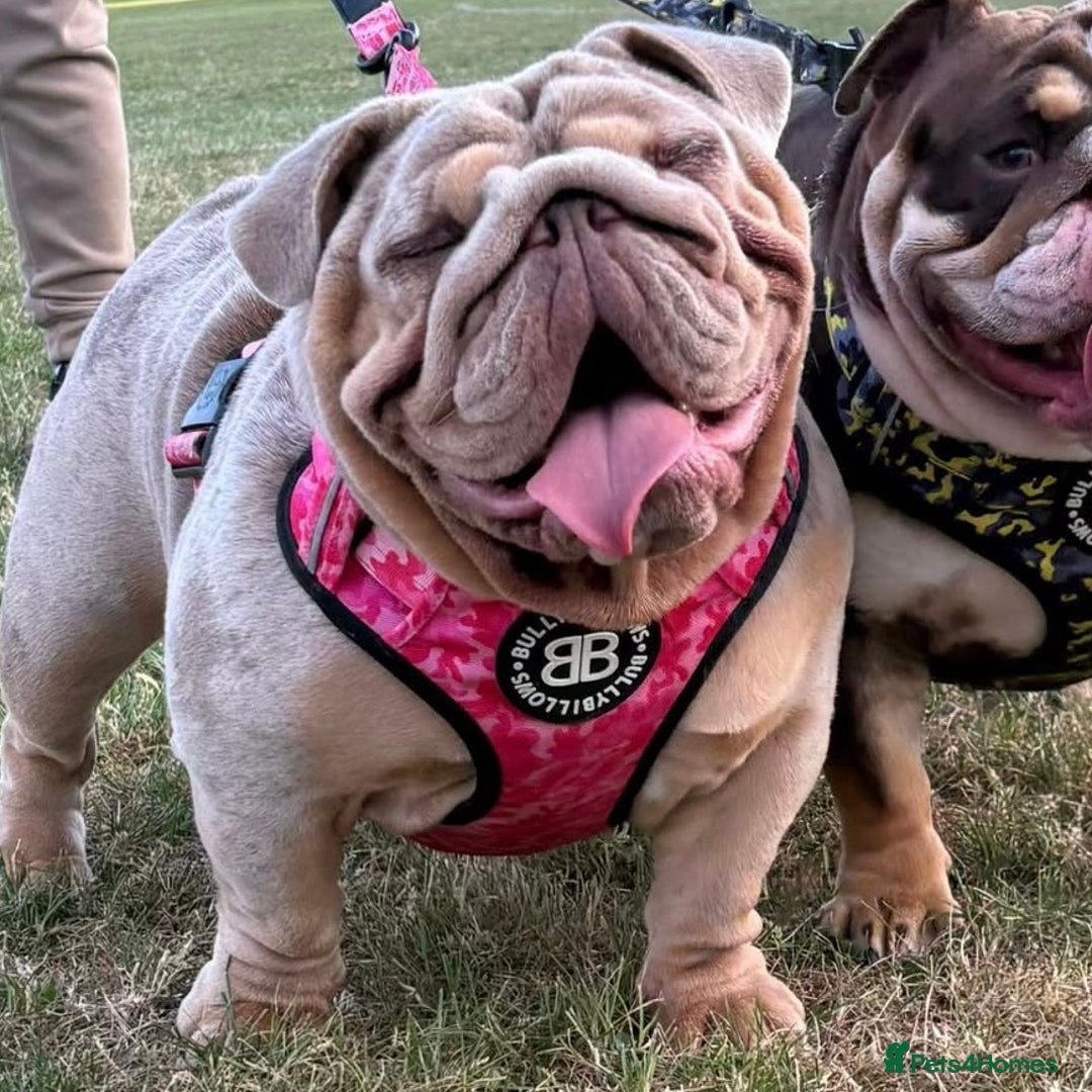 English Bulldog dogs for sale: Outstanding English bulldog puppies - Image 32