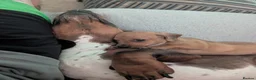 Dachshund dogs for sale: Miniature Dachshund pups  - Advert 5