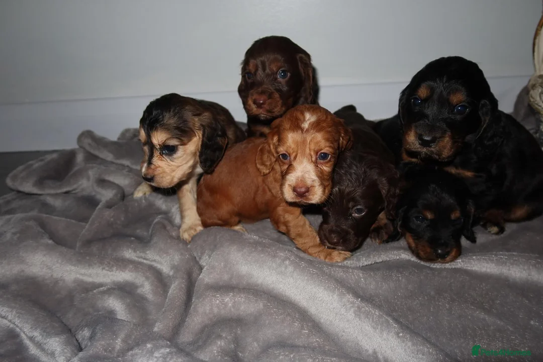Cocker Spaniel dogs for sale: 4Girls 2Boys Cockerspaniel puppy’s for sale - Advert 2