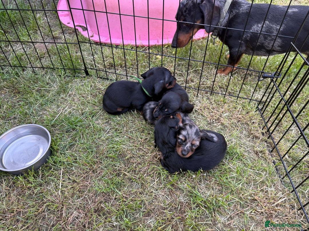 Miniature Dachshund dogs for sale: Ready Now! Smooth coat 1 boy 1 girl - Image 25