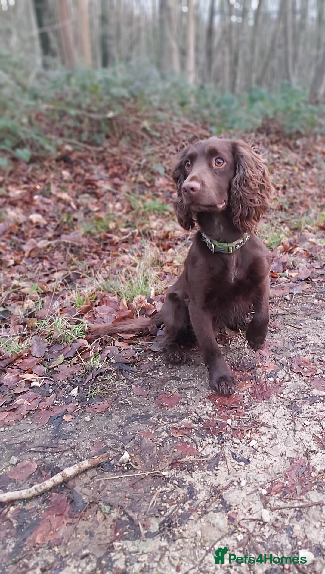 Cocker Spaniel dogs for stud: Beautiful Proven Chocolate Cocker in Rotherham - Advert 1