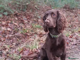 Cocker Spaniel dogs Beautiful Proven Chocolate Cocker in Rotherham - Advert 1