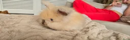 Angora rabbits for sale: 🐰English angora last boy ready now🐰 - Advert 4