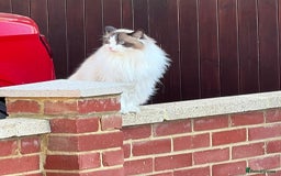 Ragdoll cats for adoption: Dexter tje rescue ragdoll needs a new home asap - Image 4