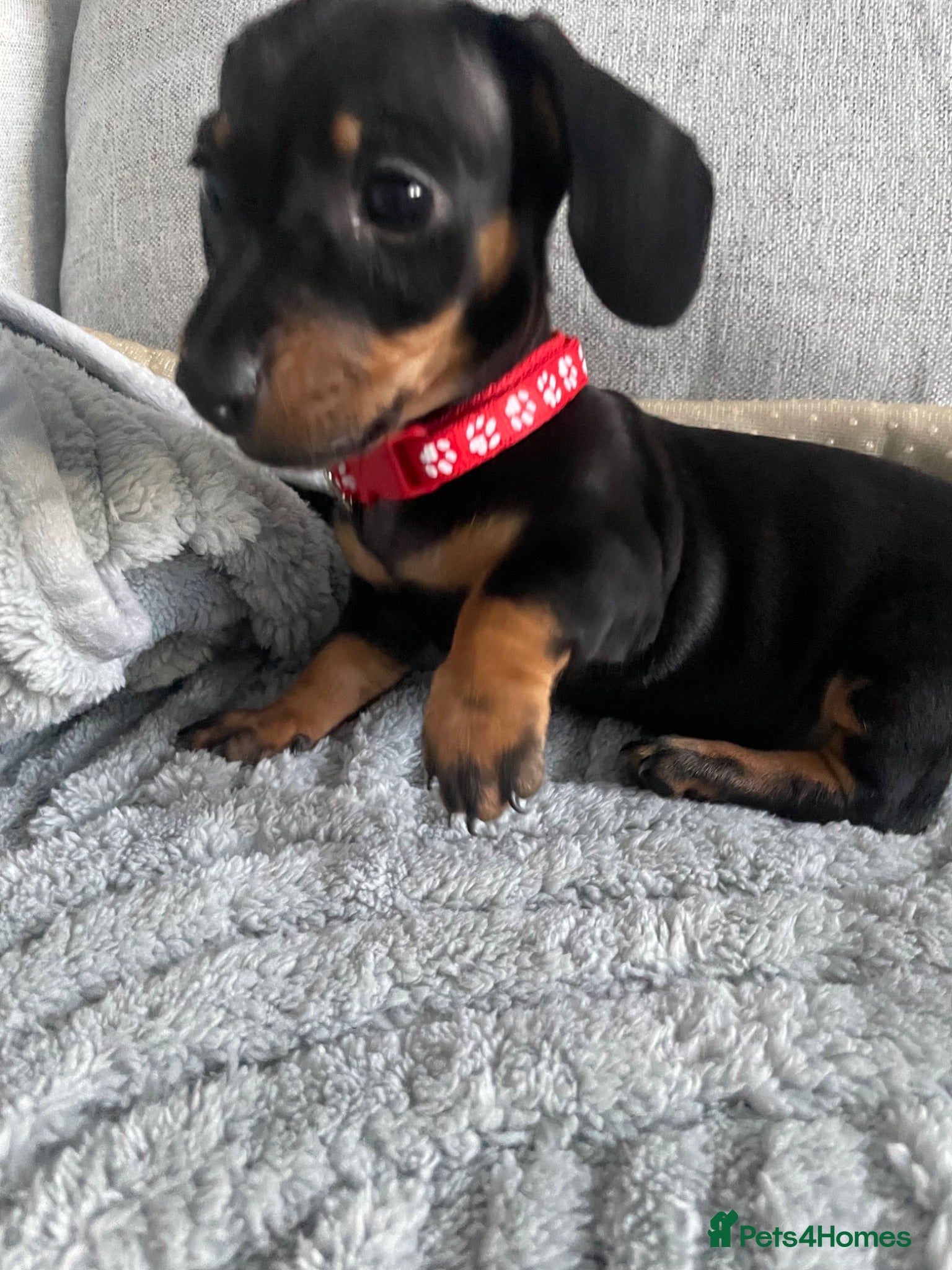 Dachshund dogs Mini Dachshunds puppies for sale  - Advert 2