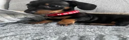 Dachshund dogs for sale: Mini Dachshunds puppies for sale  in Thornton Heath - Advert 1