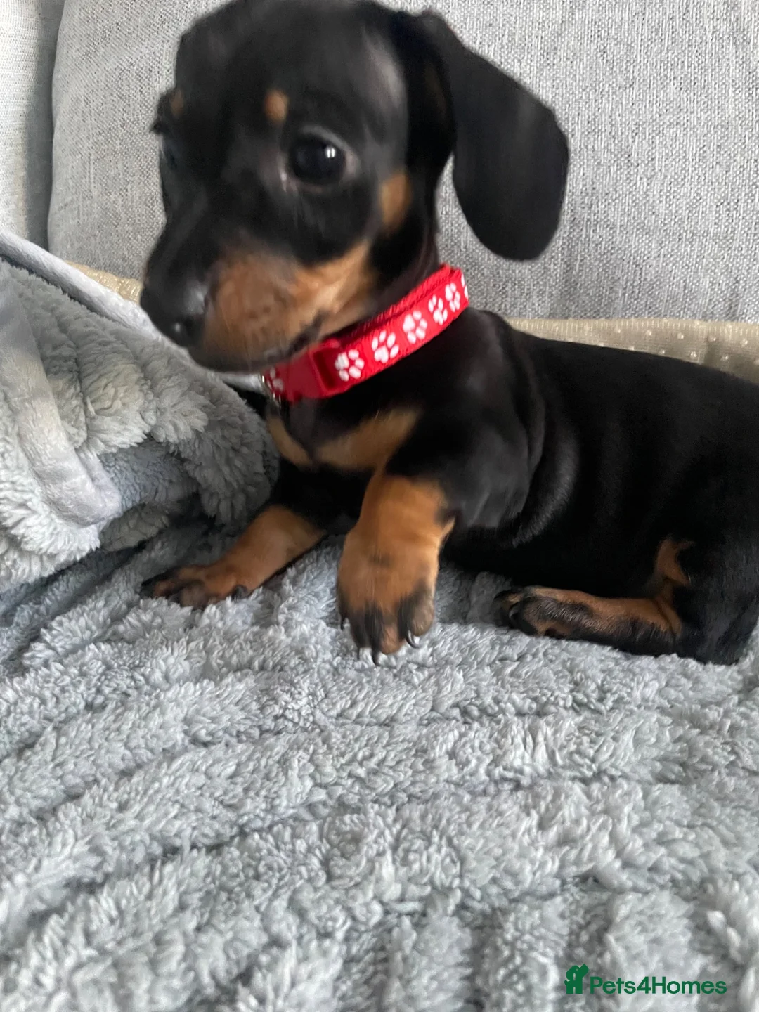 Dachshund dogs for sale: Mini Dachshunds puppies for sale  in Thornton Heath - Advert 1