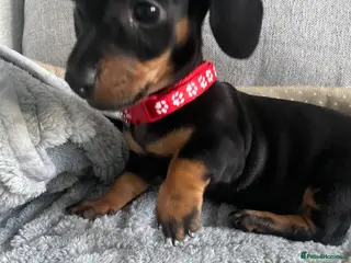 Dachshund dogs Mini Dachshunds puppies for sale - Advert 5