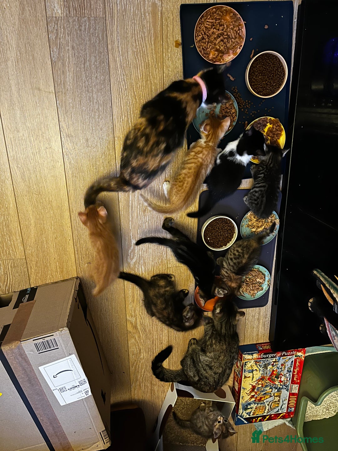 Domestic Shorthair cats for sale: 2 gorgeous tabby girls left - Image 3