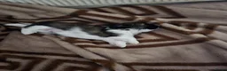 Shih Tzu dogs for sale: Hi my name is Maria  - Advert 7