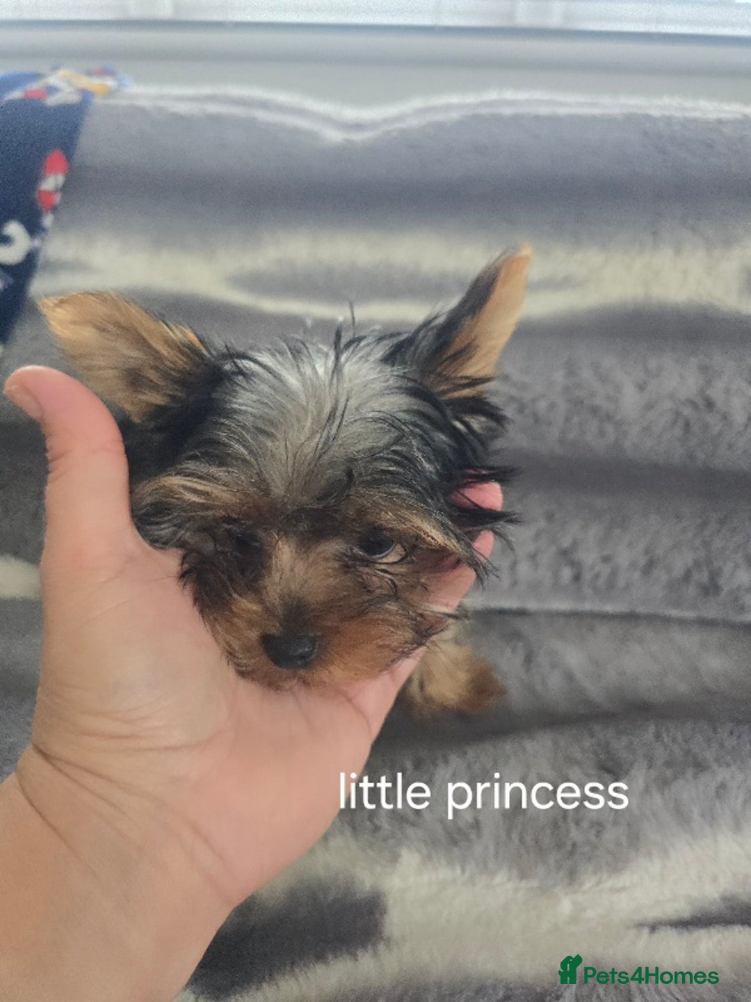 Yorkshire Terrier dogs for sale: Tiny gorgeous baby yorkies  - Image 32