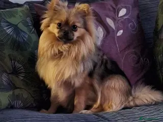 Mixed Breed dogs Beautiful pomchie boy - Advert 8