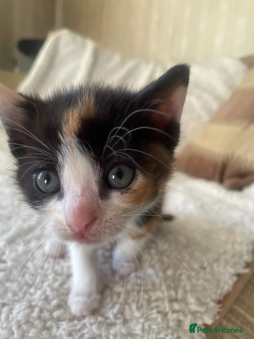 Mixed Breed cats for sale: 4 beautiful kittens  in Purley - Advert 1