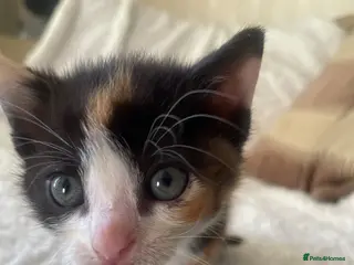 Mixed Breed cats 4 beautiful kittens - Advert 1