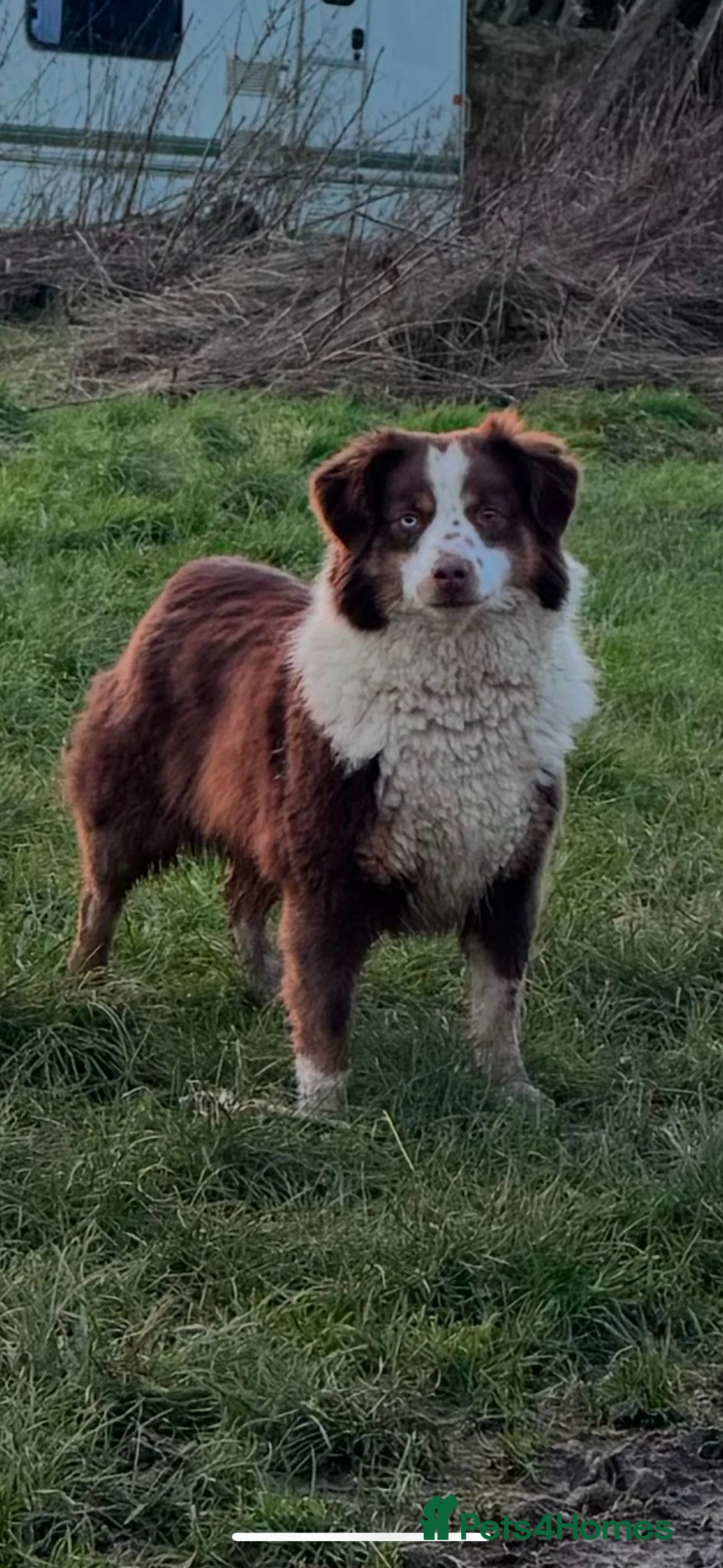 Miniature American Shepherd dogs for sale: Very exciting litter expected Mini American puppie - Advert 6