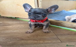 French Bulldog dogs for sale: Last 3 pups available !!Kc French bulldog puppy’s  - Image 30