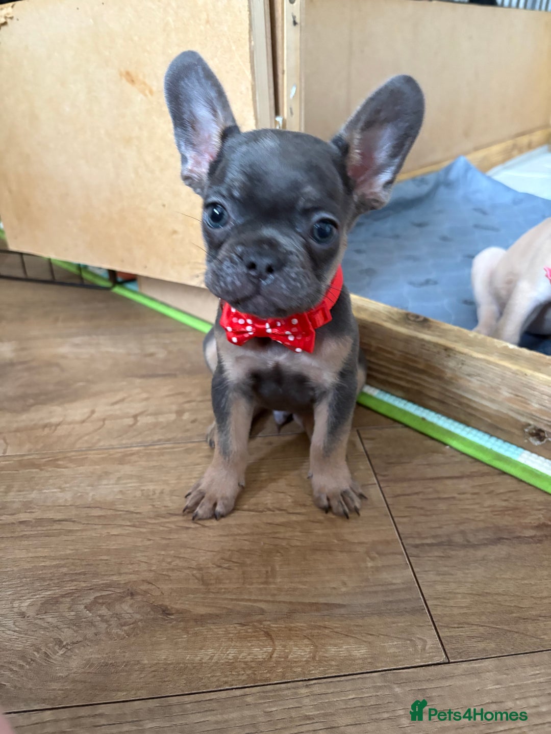 French Bulldog dogs for sale: Last 3 pups available !!Kc French bulldog puppy’s  - Image 30
