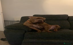 American Bully dogs for sale: Po the Pocket Bully in Buckingham - Image 6