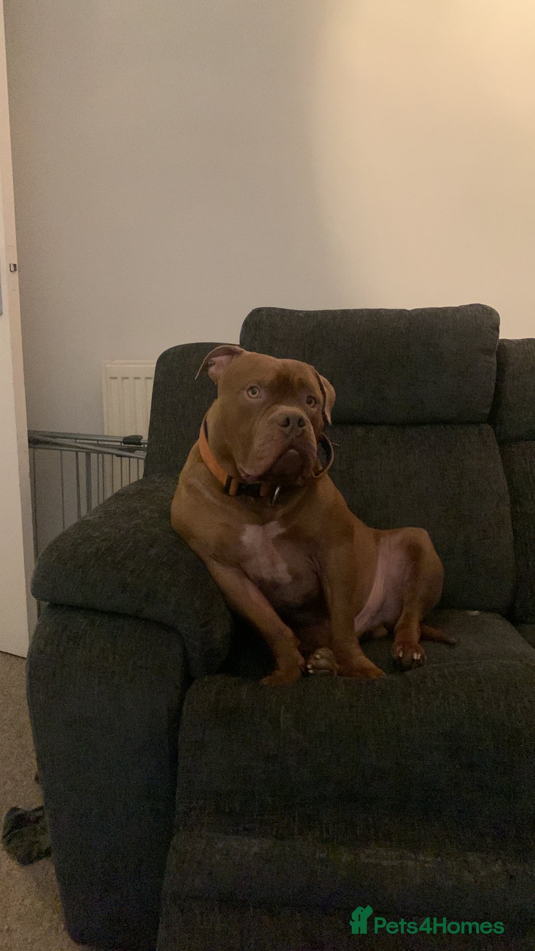 American Bully dogs for sale: Po the Pocket Bully in Buckingham - Image 6