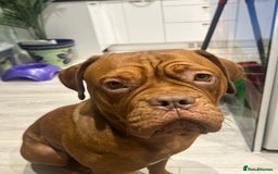 Dogue De Bordeaux dogs for sale: Dogue De Bordauex Puppies for sale - Image 1