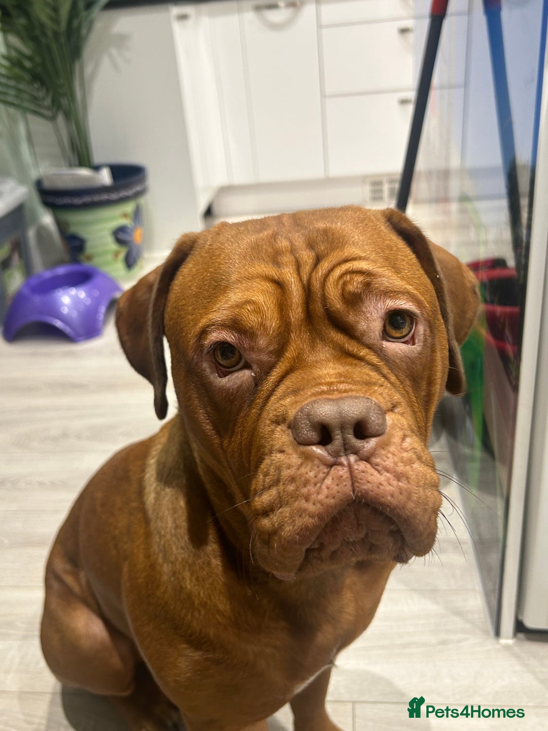 Dogue De Bordeaux dogs for sale: Dogue De Bordauex Puppies for sale - Image 1