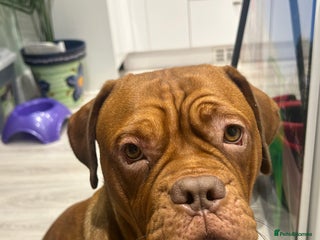 Dogue De Bordeaux dogs for sale - Advert 1