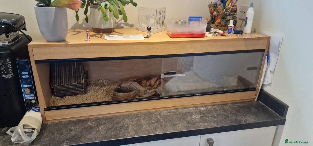 Corn Snake reptiles for sale: Corn snake in need of good home - Image 3